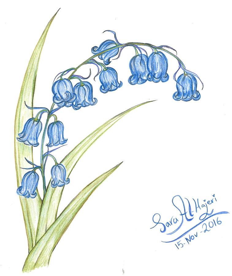 Bluebells Drawing By Sara Alhajeri
