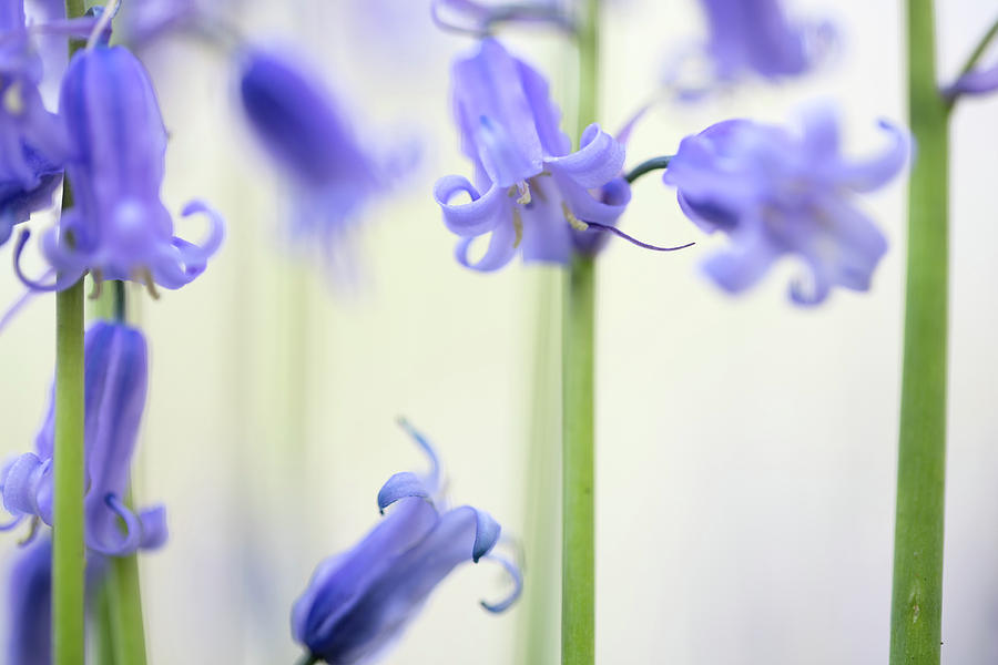 Bluebells Spring Forest Wildflower Macro Detail Photograph by Dirk Ercken