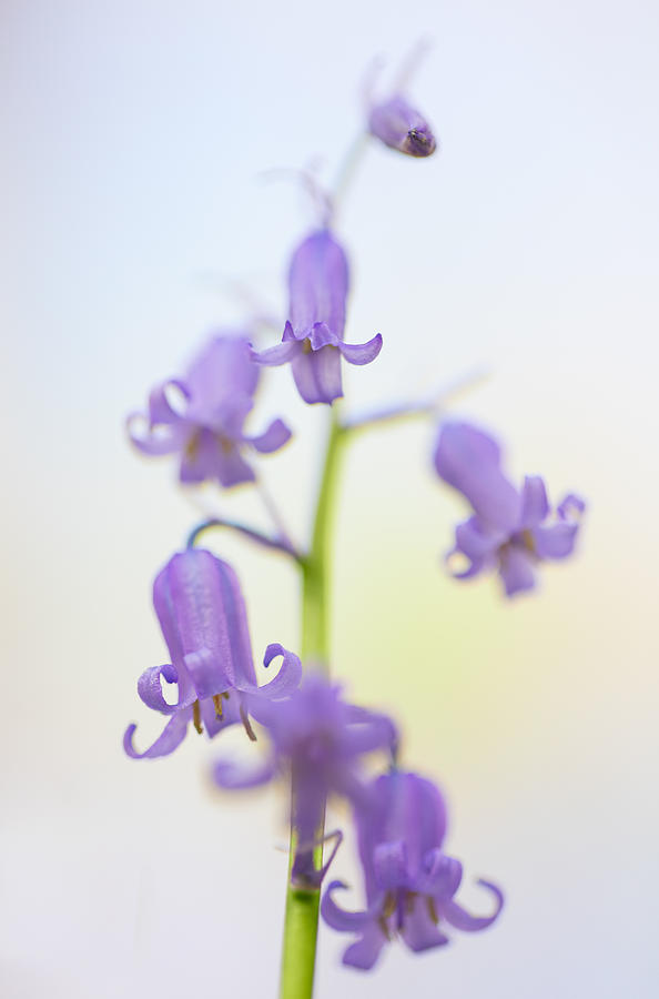 Bluebells Spring Wild Flowers Photograph by Dirk Ercken