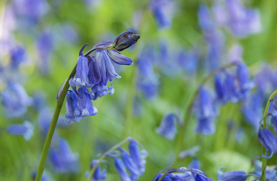 Bluebells Photograph by Wendy Cooper