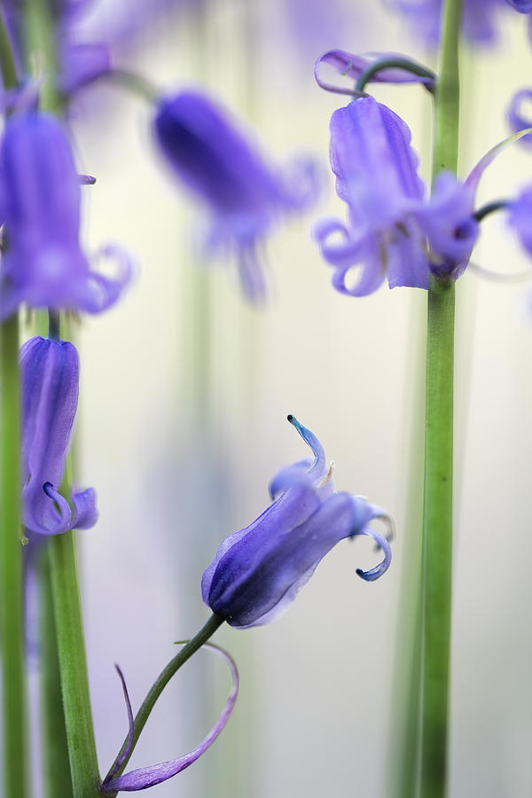Flower Photograph - Bluebells Wild Flower Macro Detail by Dirk Ercken