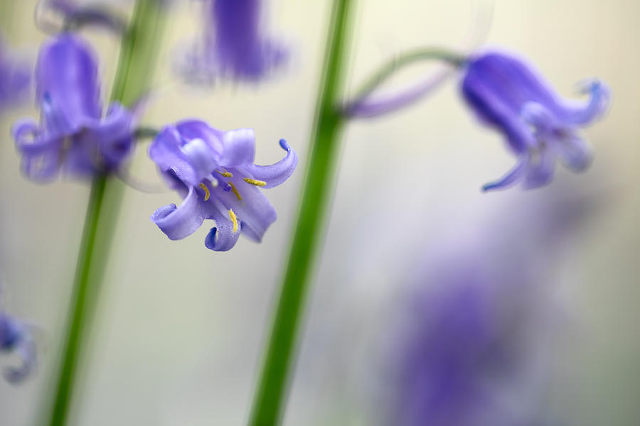Bluebells Wildflower Macro Detail Photograph by Dirk Ercken