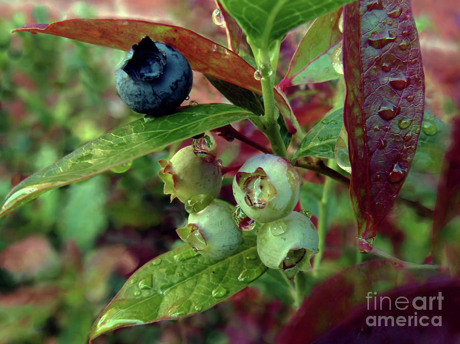 Blueberries Photograph by Kim Tran