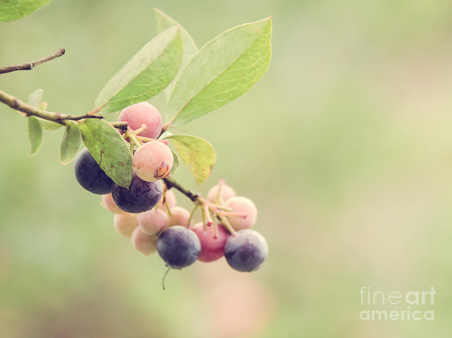 Blueberries Photograph by Andrea Anderegg