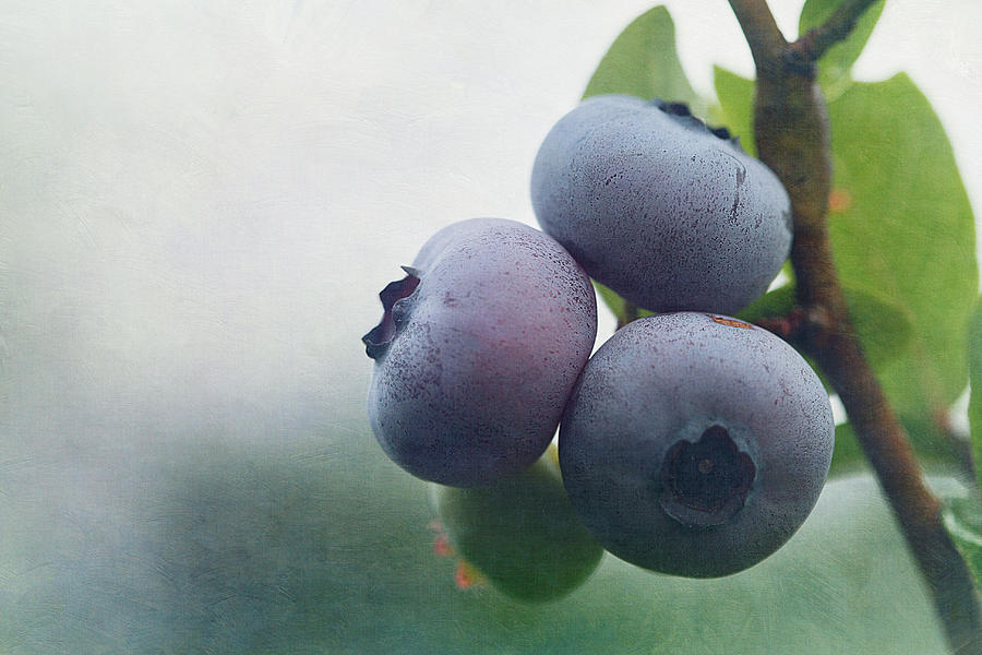 Blueberries Photograph by Cindi Ressler