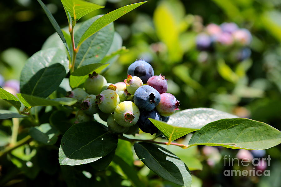Blueberries Closeup with Leaves Photograph by Carol Groenen