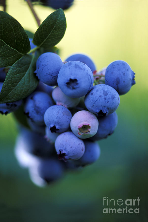 Blueberries Photograph by George Mattei