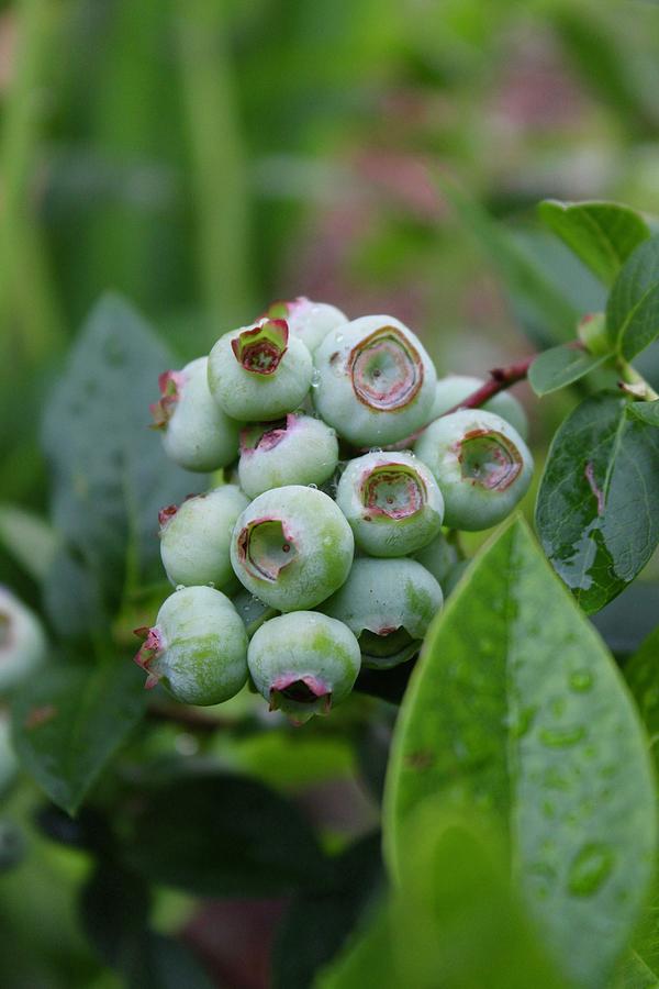 Blueberries Growing 2018 Photograph by M E
