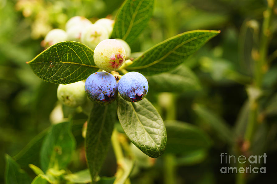 Blueberries I Photograph by Cassandra Buckley