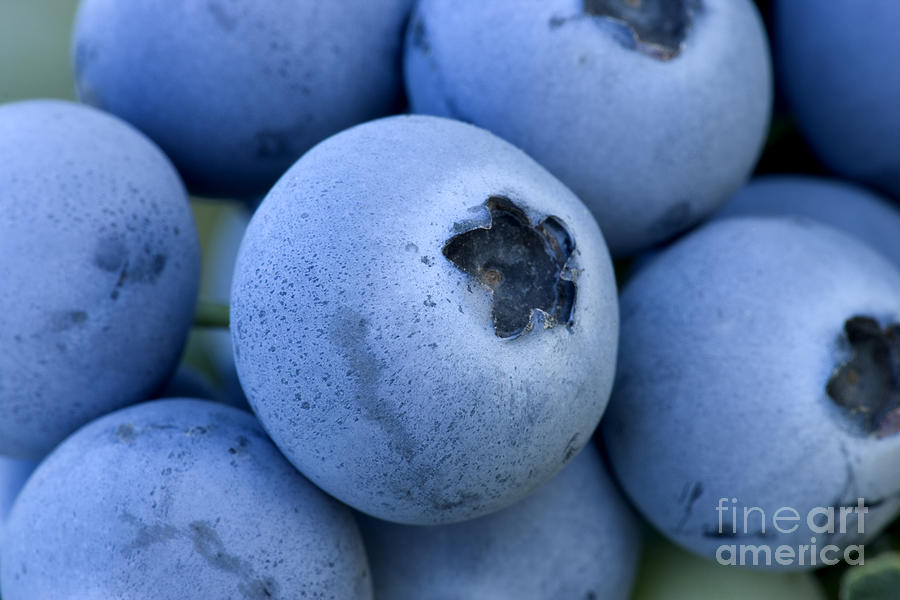 Blueberries Photograph by Inga Spence