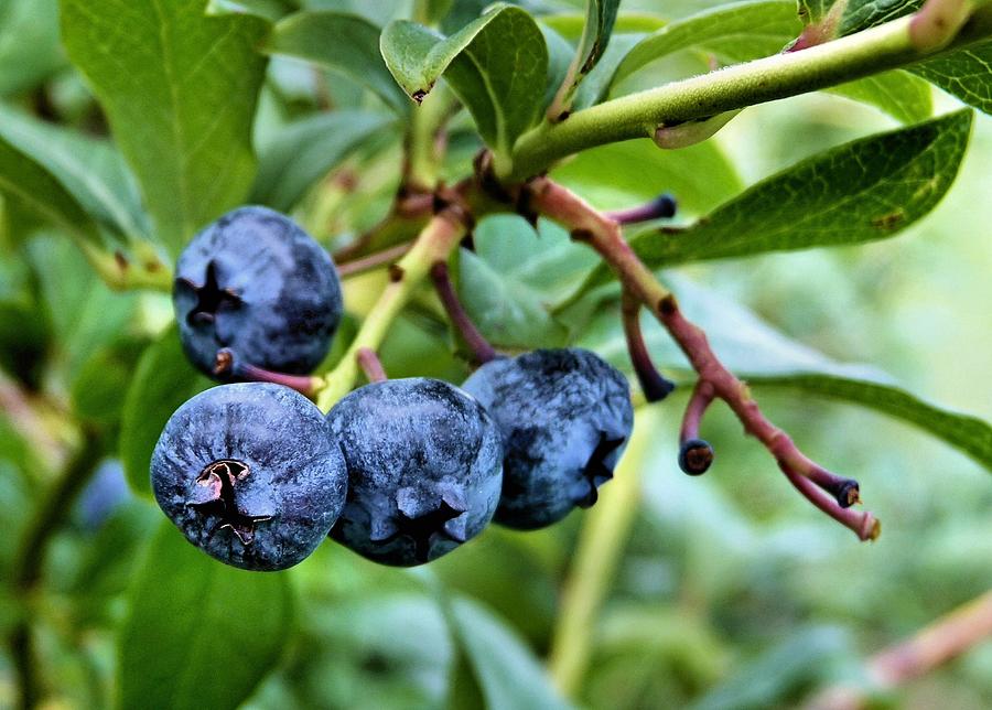 Blueberries Photograph by Janice Drew