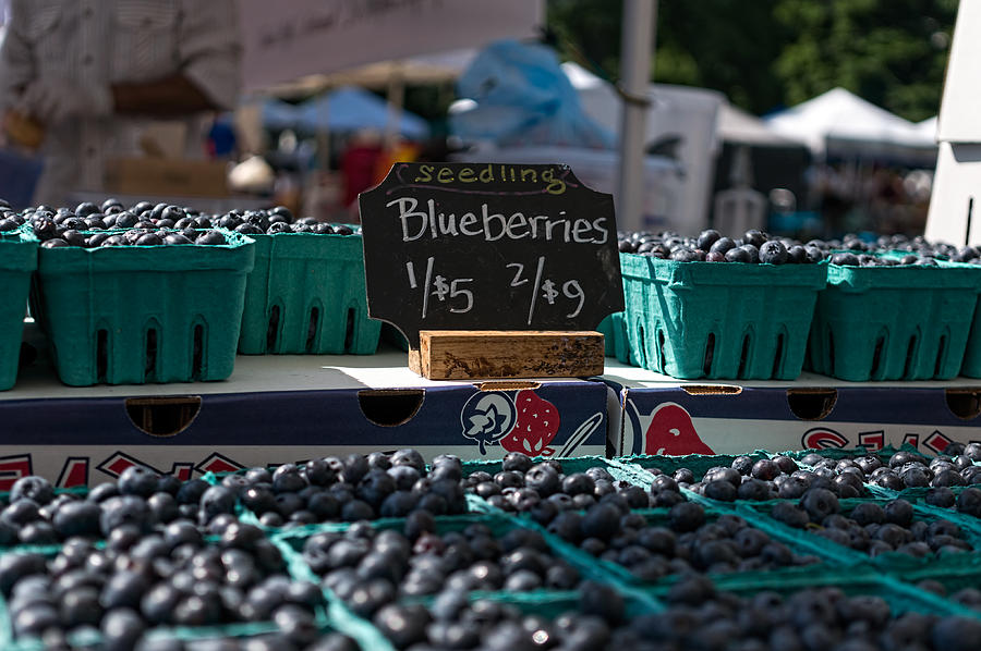 Blueberries Photograph by Nisah Cheatham