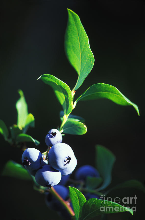 Blueberries On A Bush Photograph by George Mattei