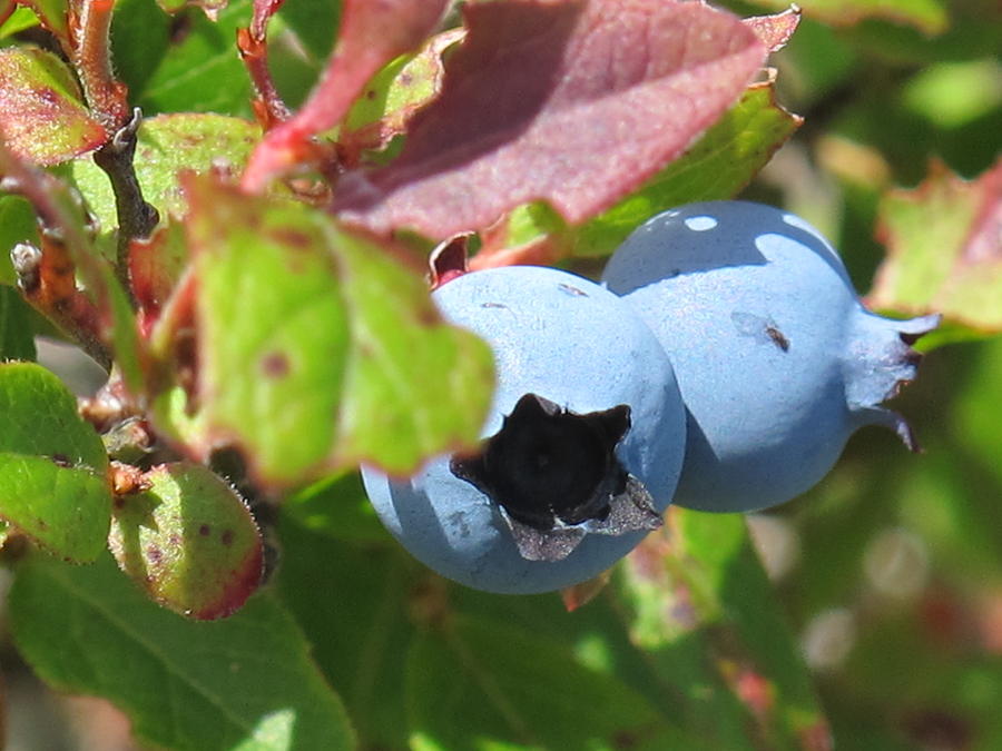 Blueberry Photograph - Blueberries on Black Mountain by Nelda Mays