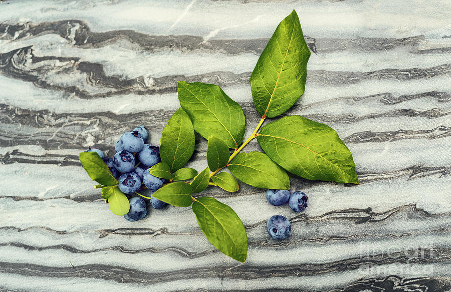 Blueberries on marble Photograph by Sophie McAulay