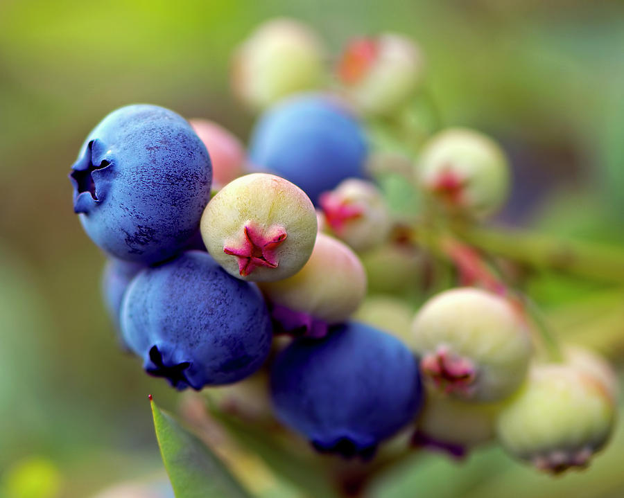 Blueberry Photograph - Blueberries on the Bush 3 by Sharon Talson