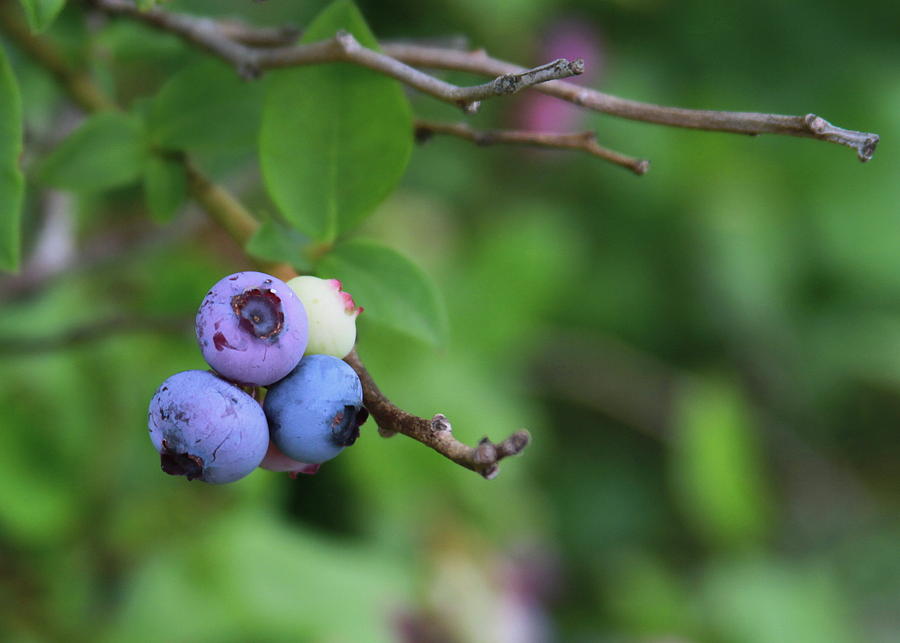 Blueberries On The Vine 4 Photograph By Cathy Lindsey