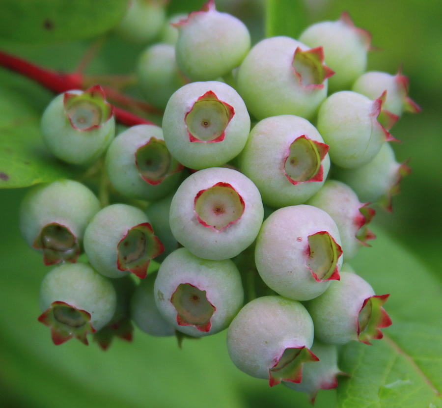 Blueberries On The Vine 9 Photograph by Cathy Lindsey