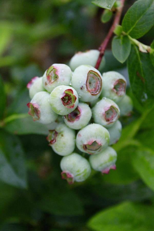Blueberries Ripening on the Bush Photograph by M E