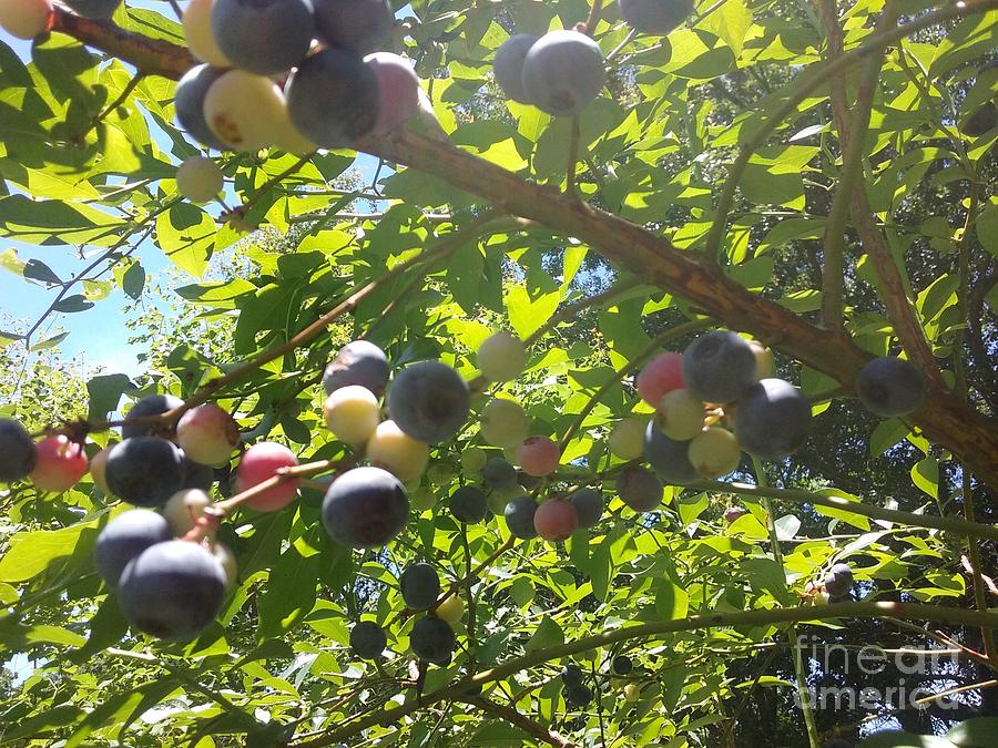 Blueberries Ripening  Photograph by Seaux-N-Seau Soileau