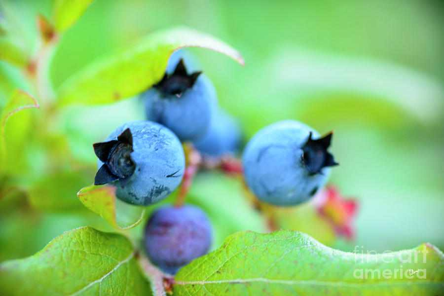 Blueberry Photograph - Blueberries Up Close by Alana Ranney