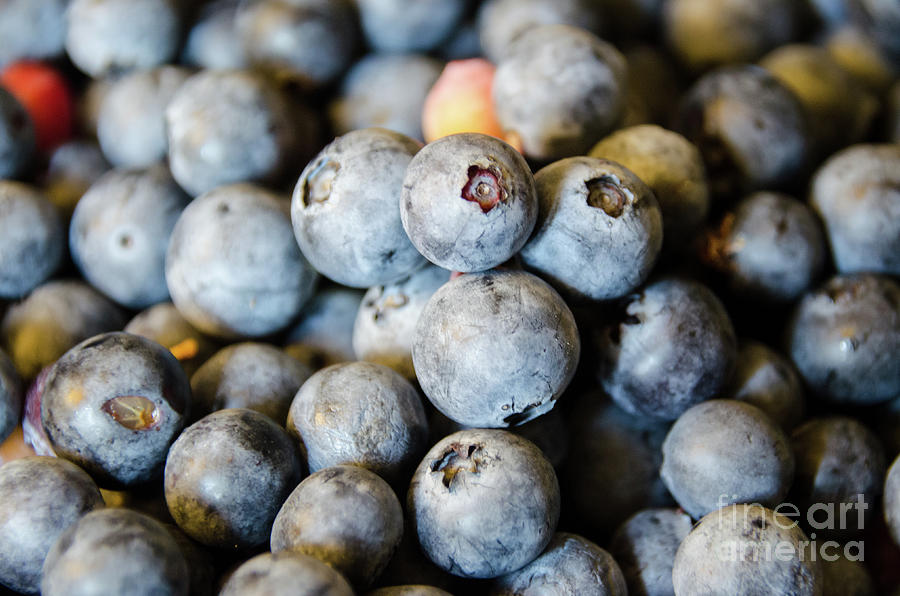 Blueberry Photograph by Andrea Anderegg