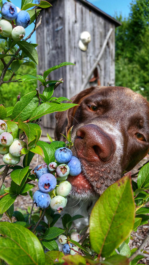 Blueberry Bandit Photograph by Brook Burling