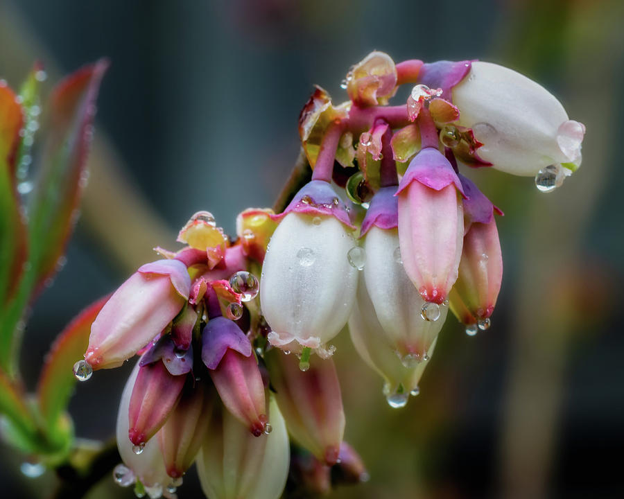 Blueberry Blossoms With Dew Photograph by James Barber