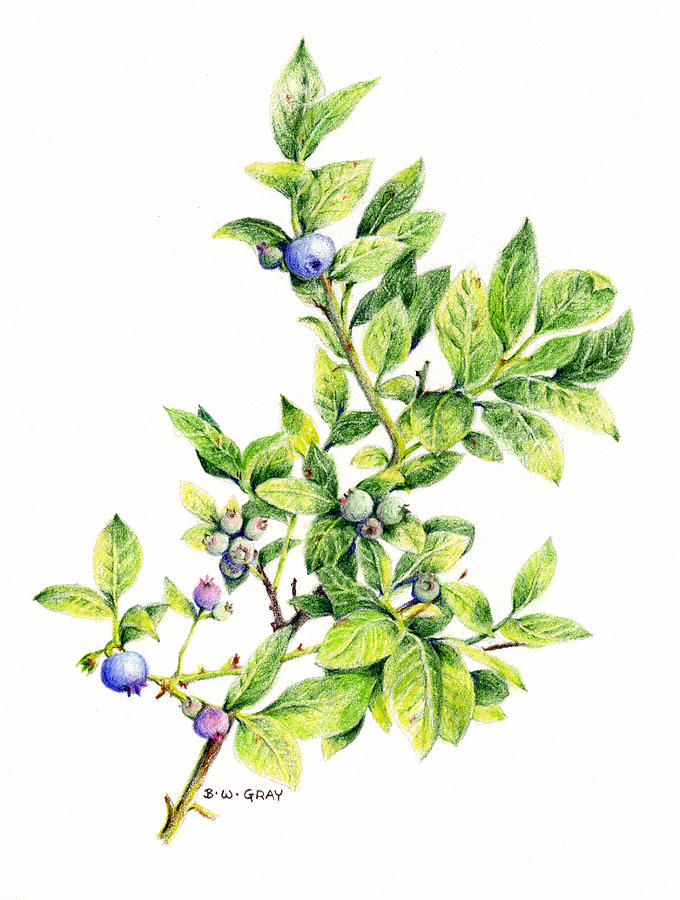 Blueberry Branch Drawing by Betsy Gray