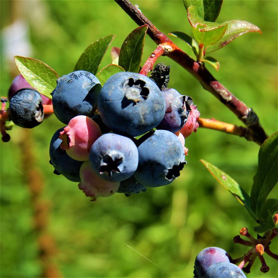 Blueberry Bush Photograph by Jeanette Oberholtzer