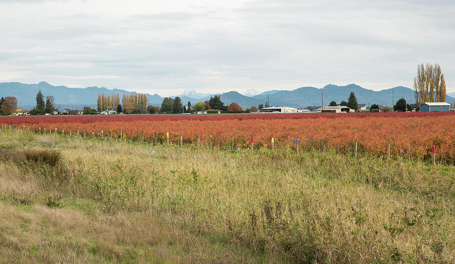 Blueberry Bushes in October Photograph by Tom Cochran