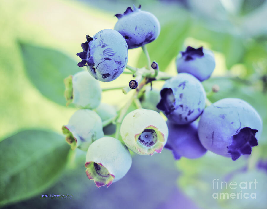 Blueberry Country Digital Art by Jean OKeeffe Macro Abundance Art