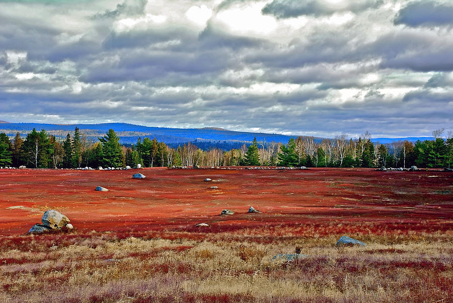 Blueberry Fields Photograph by Mark Silk - Pixels