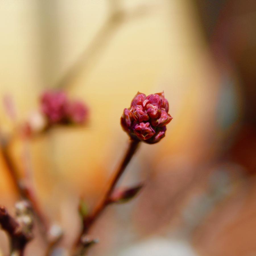 Blueberry Flower Buds Photograph by M E