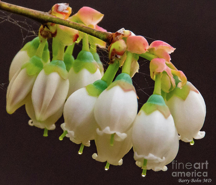 Blueberry flowers Photograph by Barry Bohn