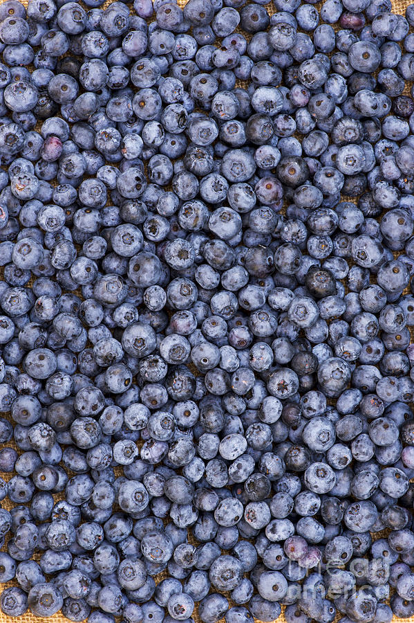 Blueberry Harvest Photograph by Tim Gainey