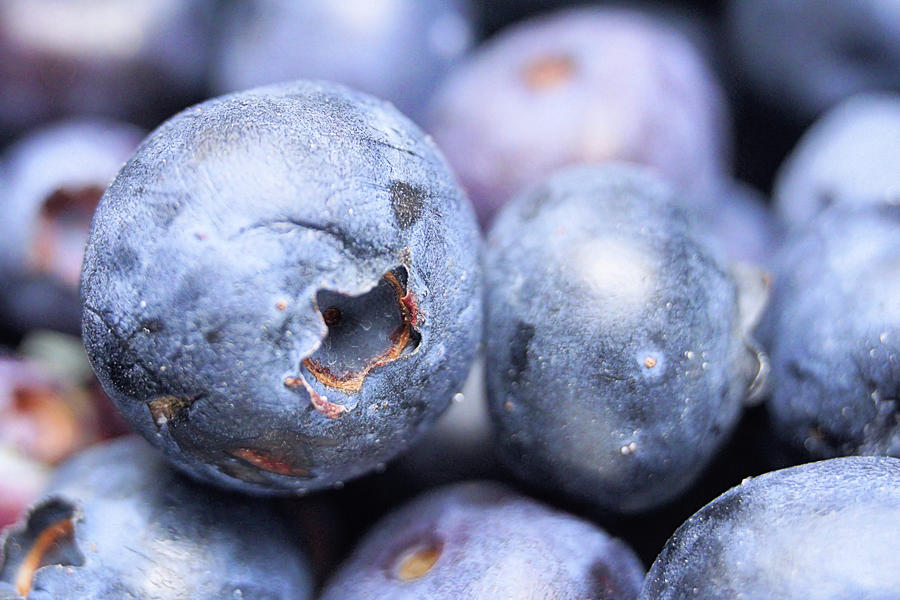 Blueberry Hill Photograph by Ken McMullen - Fine Art America