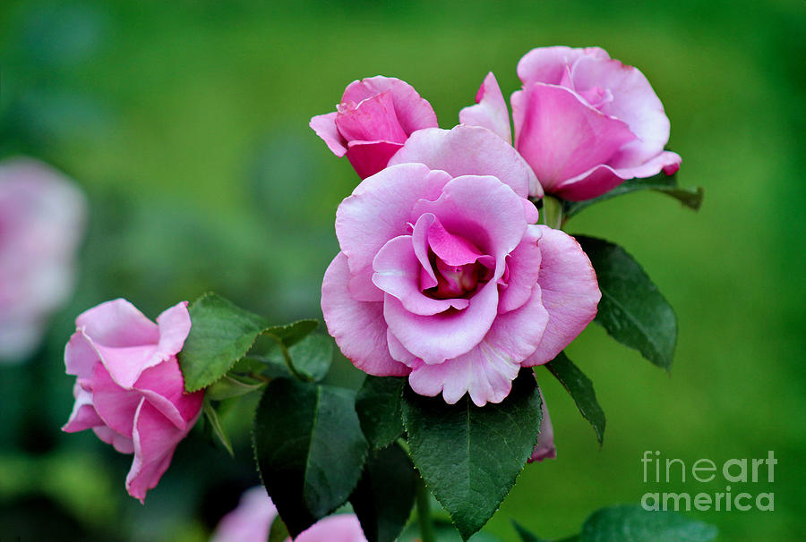 Blueberry Hill Roses Photograph by Karen Adams