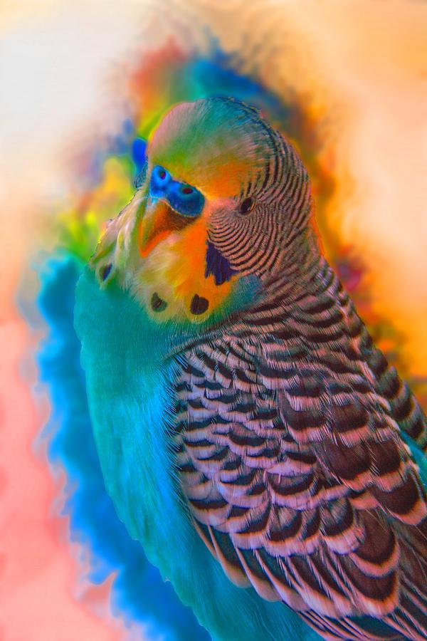 Parakeet Photograph - Blueberry Lemonade by Abbie Loyd Kern