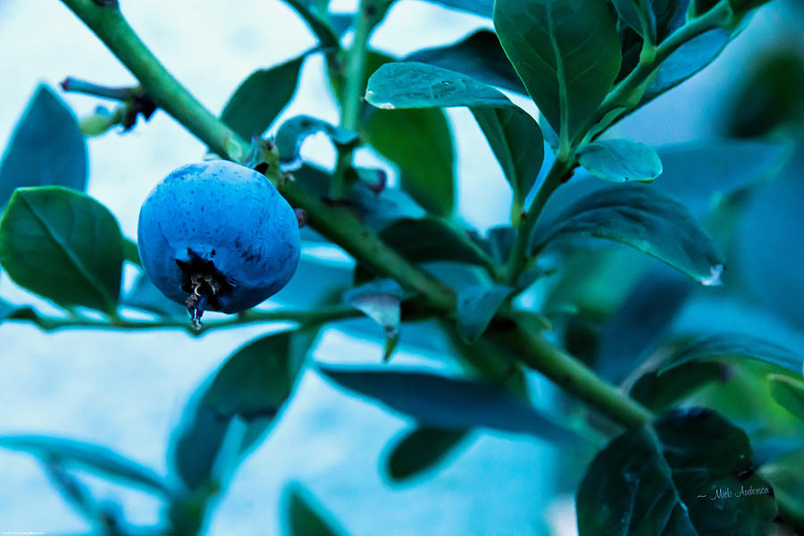 Blueberry Photograph by Mick Anderson