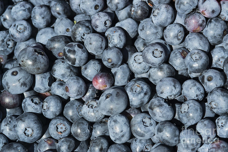 Blueberry Picking Photograph