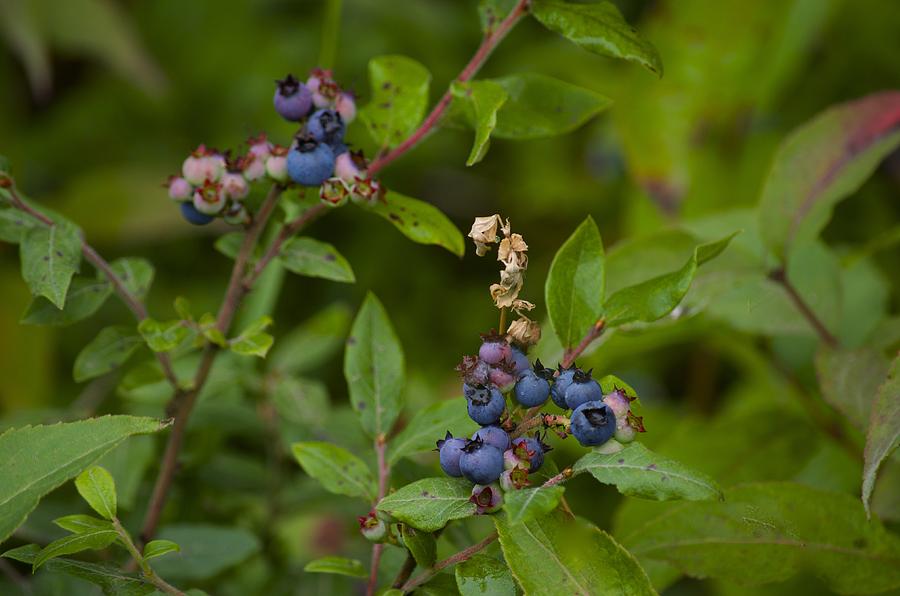Blueberry Picking Time Photograph by Hella Buchheim