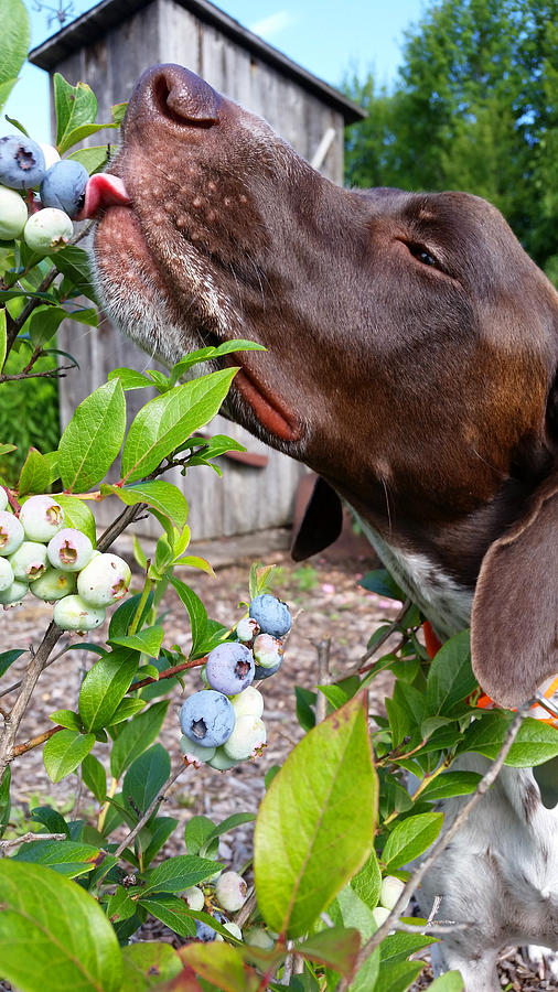 BlueBerry Thief 2 Photograph by Brook Burling
