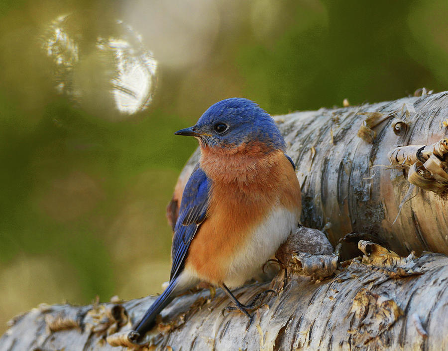 Bluebirchbird Photograph by Garrett Sheehan