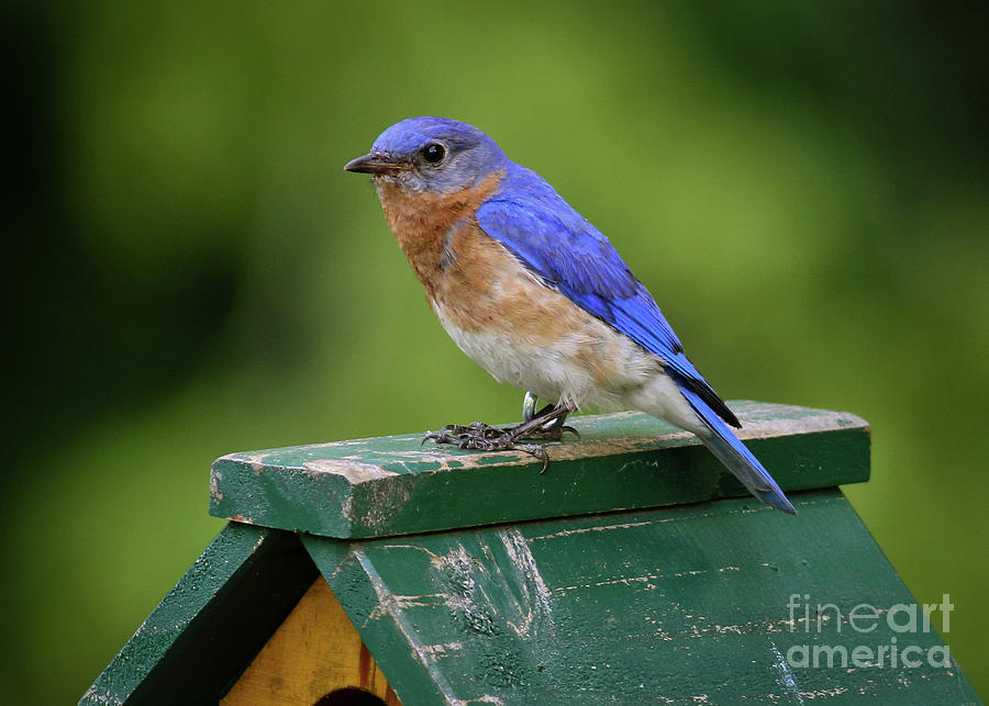 Bluebird 061816 Photograph by Douglas Stucky