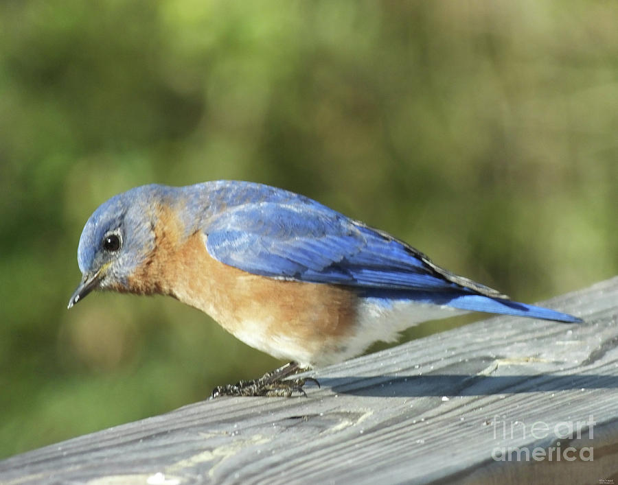 Bluebird 2 Photograph by Lizi Beard-Ward