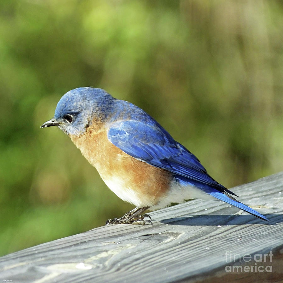 Bluebird 3 Photograph by Lizi Beard-Ward