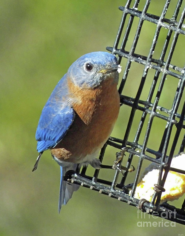 Bluebird 4 Photograph by Lizi Beard-Ward