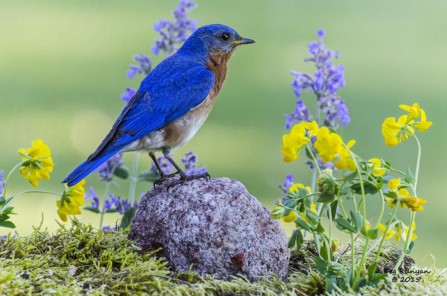 Bluebird Amongst the Flowers Photograph by Peg Runyan