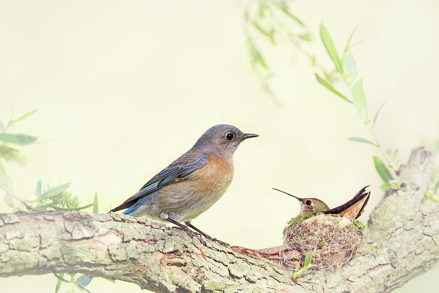 Bluebird and Baby Hummer Photograph by Susan Gary